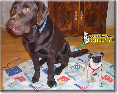 Queeny, the Dog of the Day