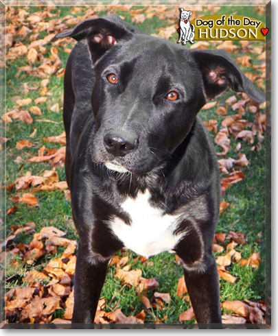 Hudson, the Dog of the Day Hudson, the Dog of the Day