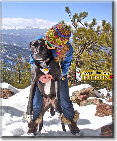 Hudson, the Dog of the Day Hudson, the Dog of the Day