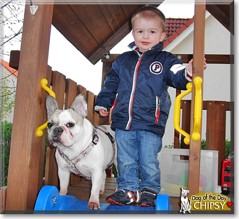 Chipsy, the Dog of the Day
