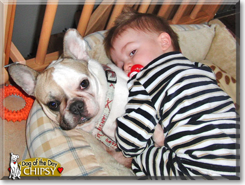 Chipsy, the Dog of the Day