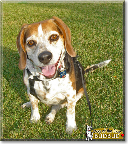 BudBud, the Dog of the Day