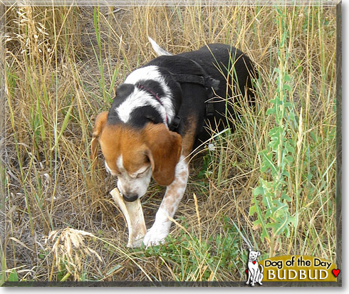 BudBud, the Dog of the Day