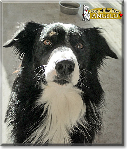 Angelo, the Dog of the Day