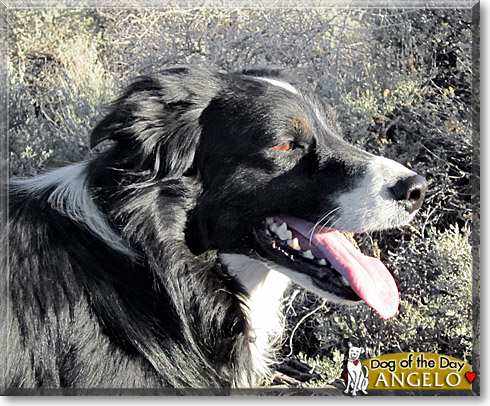 Angelo, the Dog of the Day