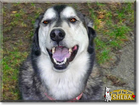 Sheba, the Dog of the Day