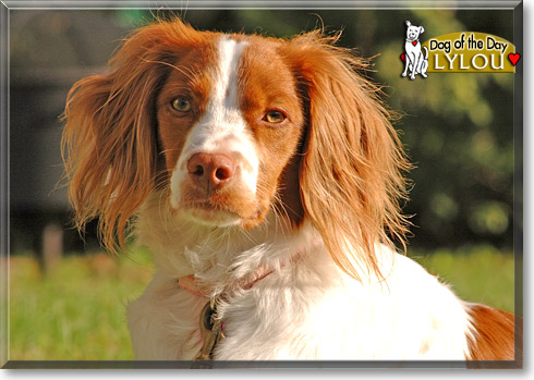 Lylou, the Dog of the Day Lylou, the Dog of the Day
