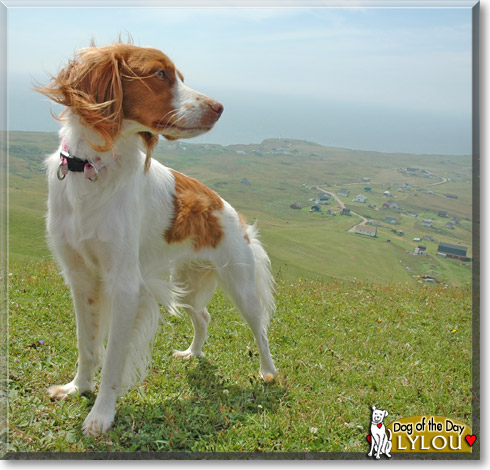 Lylou, the Dog of the Day Lylou, the Dog of the Day