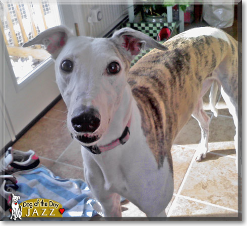 Jazz, the Dog of the Day