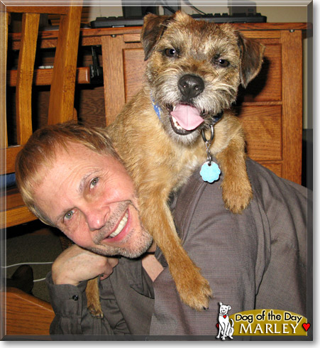 Marley, the Dog of the Day Marley, the Dog of the Day