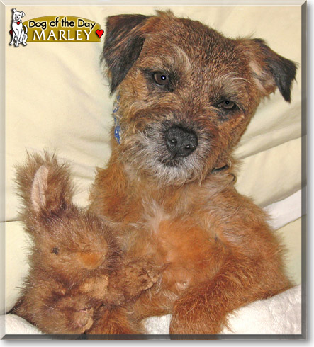 Marley, the Dog of the Day Marley, the Dog of the Day