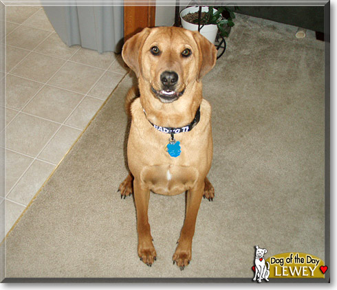 Lewey, the Dog of the Day Lewey, the Dog of the Day