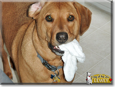 Lewey, the Dog of the Day Lewey, the Dog of the Day