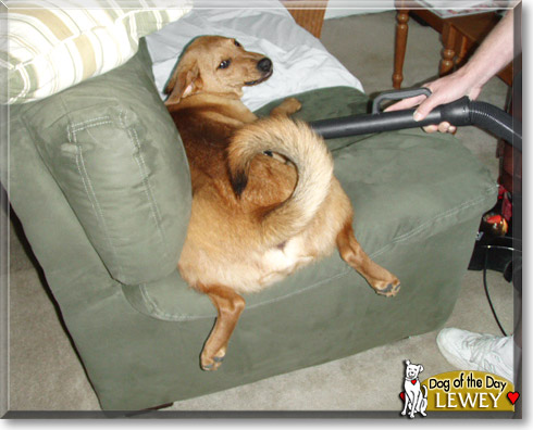 Lewey, the Dog of the Day Lewey, the Dog of the Day