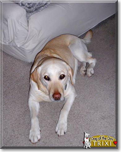Trixi, the Dog of the Day