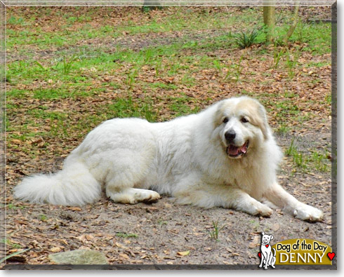 Denny, the Dog of the Day Denny, the Dog of the Day