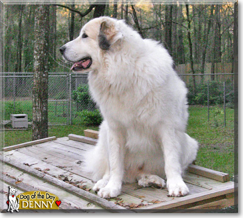 Denny, the Dog of the Day Denny, the Dog of the Day