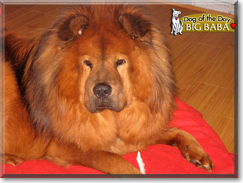 Big Baba, the Dog of the Day Big Baba, the Dog of the Day