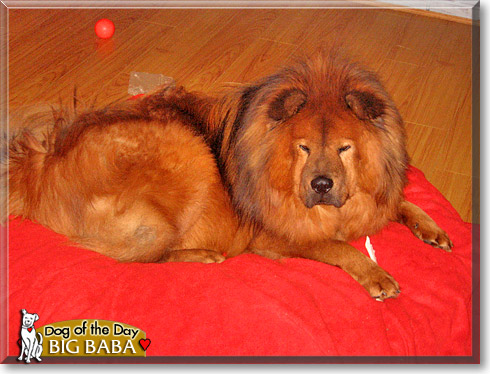 Big Baba, the Dog of the Day Big Baba, the Dog of the Day