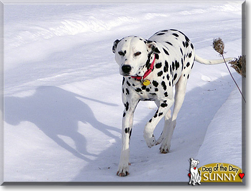 Sunny, the Dog of the Day Sunny, the Dog of the Day