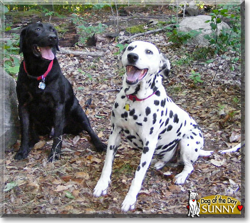 Sunny, the Dog of the Day Sunny, the Dog of the Day