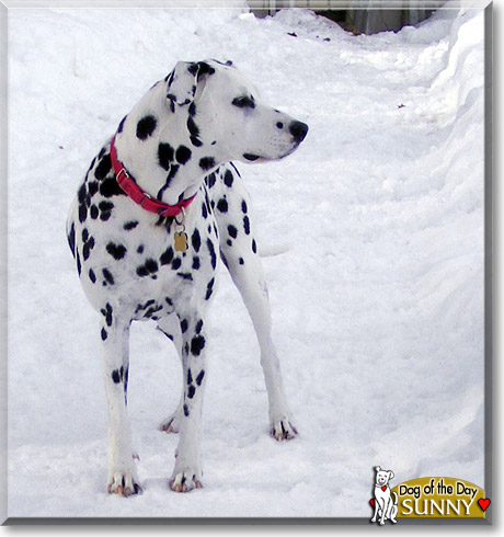Sunny, the Dog of the Day Sunny, the Dog of the Day