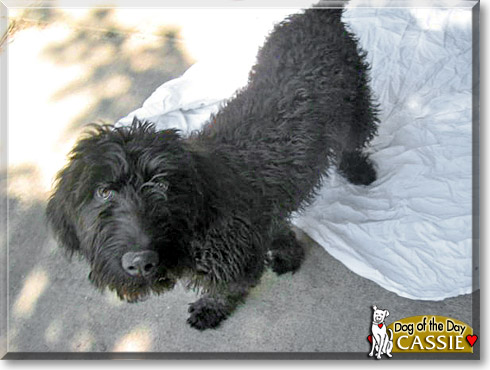 Cassie, the Dog of the Day