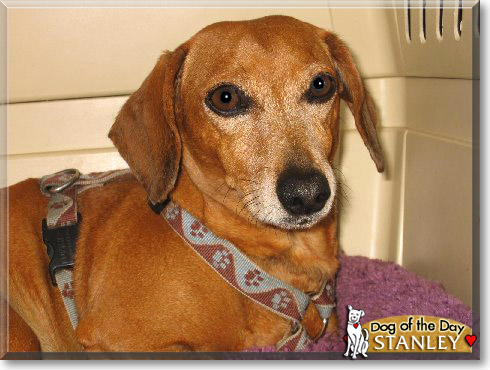 Stanley, the Dog of the Day Stanley, the Dog of the Day