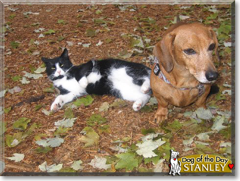 Stanley, the Dog of the Day Stanley, the Dog of the Day