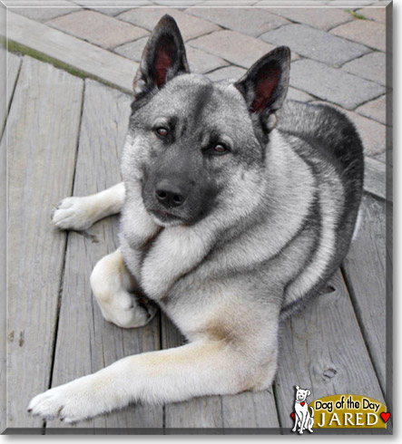 Jared, the Dog of the Day