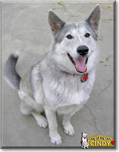 Cindy, the Dog of the Day Cindy, the Dog of the Day