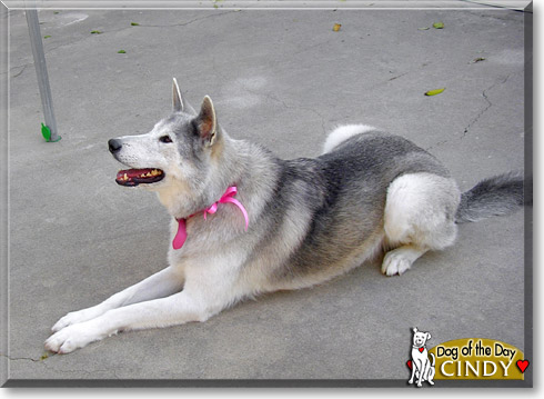 Cindy, the Dog of the Day Cindy, the Dog of the Day