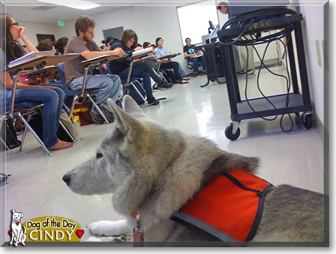 Cindy, the Dog of the Day Cindy, the Dog of the Day