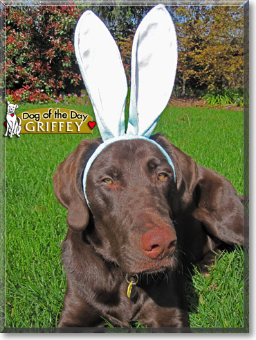 Griffey, the Dog of the Day