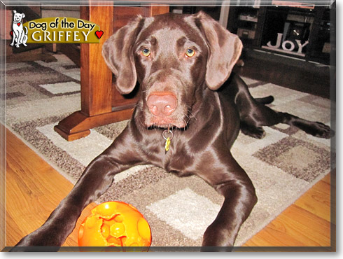 Griffey, the Dog of the Day