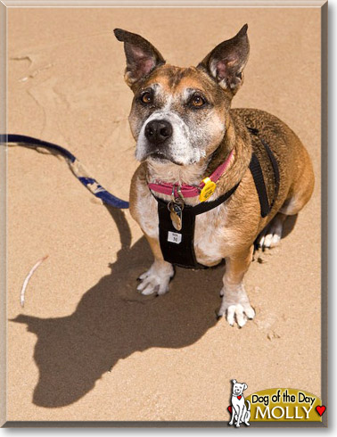 Molly, the Dog of the Day