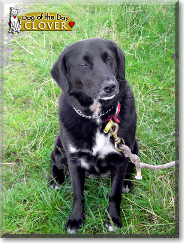 Clover, the Dog of the Day Clover, the Dog of the Day