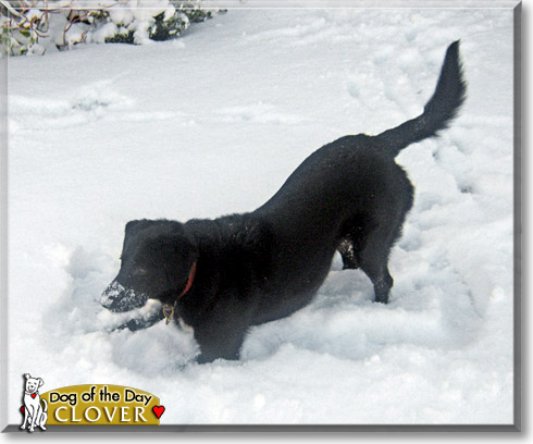 Clover, the Dog of the Day Molly, the Dog of the Day