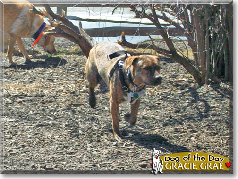 Gracie Grae, the Dog of the Day