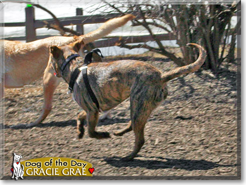 Gracie Grae, the Dog of the Day