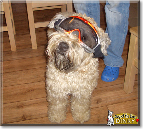 Dinky, the Dog of the Day