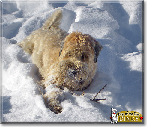 Dinky, the Dog of the Day