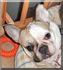 Chipsy