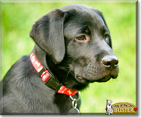 Buster, the Dog of the Day
