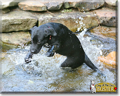 Buster, the Dog of the Day