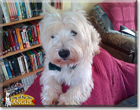 Angus, the Dog of the Day