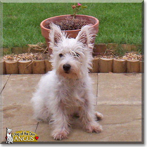 Angus, the Dog of the Day
