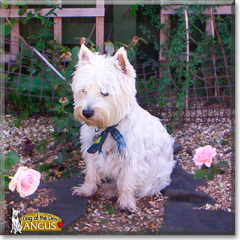 Angus, the Dog of the Day