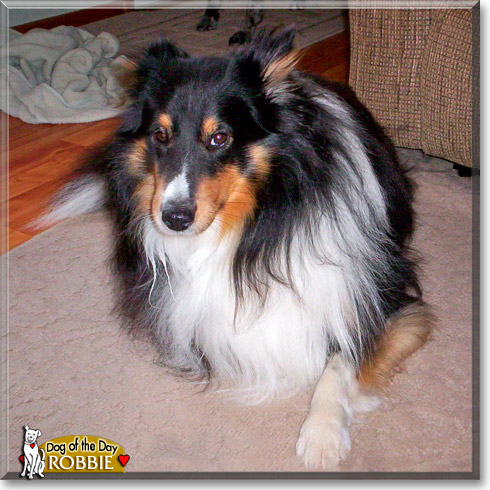 Robbie, the Dog of the Day