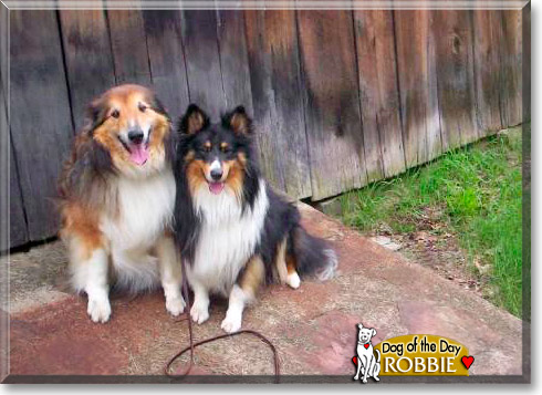 Robbie, the Dog of the Day